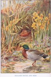 Canards colverts et nid, illustration de 