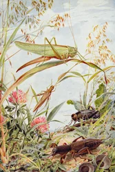 Insectes musicaux, illustration de 