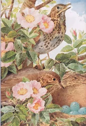 Grives avec Nid, illustration de 