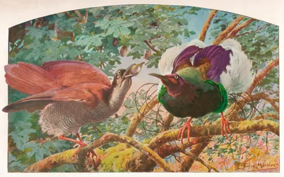 Oiseaux de paradis à douze fils, c. 1910, 1911
