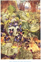 Violettes dans le hêtre, illustration de 