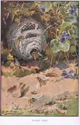 Nid de guêpes, illustration de 