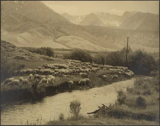 Une prairie de montagne