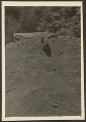 [Chipmonk sur le sentier]