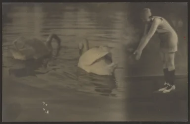 [Composé de cygnes et de plongeurs]