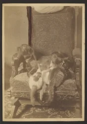 [Câlins Chats et Chiens]