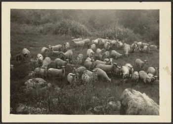 [Troupeau de moutons]