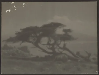 [Paysage avec cyprès]