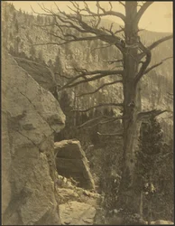 [Paysage avec arbre mort]