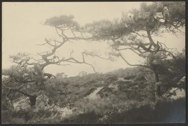 Paysage avec des arbres noueux