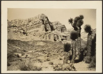 [Paysage avec arbres de Josué]