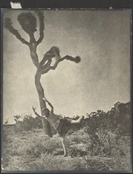 Souple et gracieux - Dancing Joshua