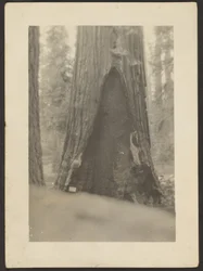 [Arbre massif]