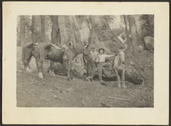 [Hommes et chevaux de bât en train de défricher une forêt].