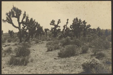 Désert de Mojave
