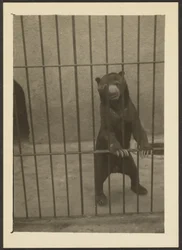 [Ours paresseux en cage]