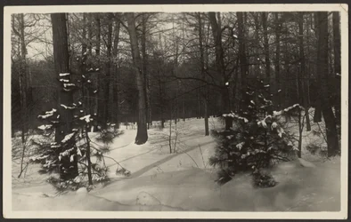[Paysage enneigé]