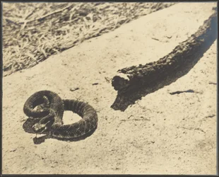 Serpent à sonnette du rocher du suicide