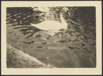 [Swan]