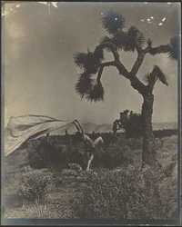 Le vent du désert