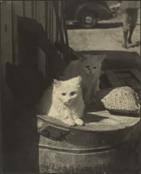 Trois petits chatons