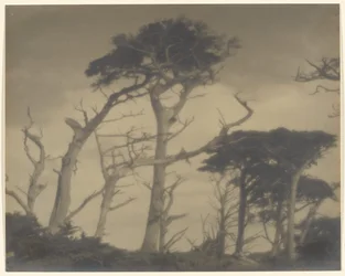 Frères jumeaux - Carmel