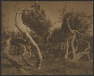 Arbres tordus