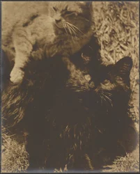 [Deux chats]