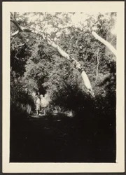 [Femme sur un sentier dans les bois]