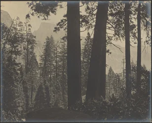 [Paysage boisé]