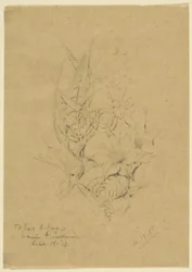Étude de la forme des plantes
