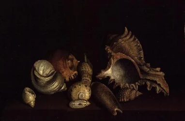 Nature morte de coquillages sur un rebord