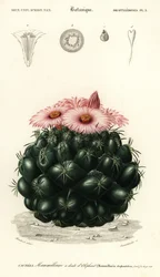 Cactus ruche, Coryphantha elephantidens, 1849 (gravure)