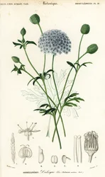 Fleur de dentelle bleue, Trachymene coerulea