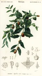 Jujube chinois, Ziziphus jujuba, 1849 (gravure)