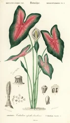 Cœur de Jésus, Caladium bicolor, 1849 (gravure)