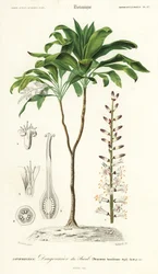Lys palmier, Cordyline fruticosa (gravure)