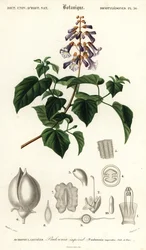 Arbre princesse, arbre impératrice ou arbre à gants, Paulownia tomentos