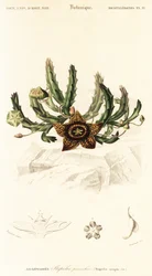 Fleur étoilée, Orbea variegata (gravure)