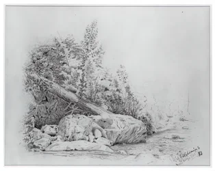 Arbre tombé, Keene Valley, 25 juillet 1883