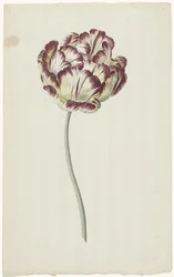 Tulipe