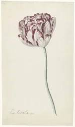 Tulipe