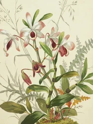 Fleurs