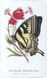 Le Papillon jaune, 1860
