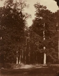 Forêt à Saint-Cloud