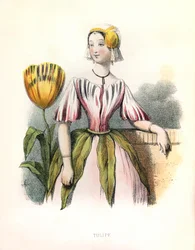 Allegorie , la Tulipe