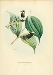 Microchera albocoronata