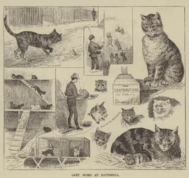 Maison des chats à Battersea