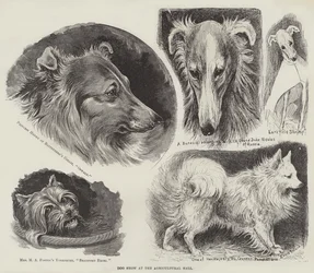 Exposition canine à l