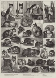 Nos chats, une histoire domestique